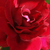 Vörös - Climber, futó rózsa - Red Parfum
